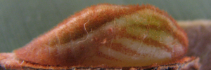 Pupae